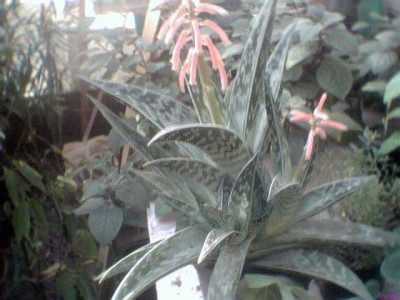 aloe08.jpg
