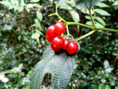 70-Viburnum-trilobum.jpg