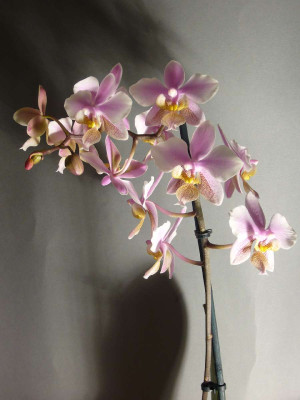 Phalaenopsis_Wiganiae_1200x1200_80KB.jpg