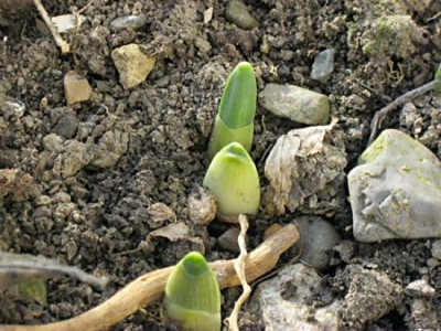 janner2011_002.JPG