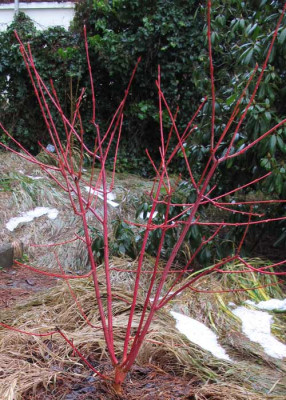 Acer_Phoenix_jan.jpg