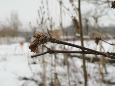 Dawn_Januar_11_ue.jpg