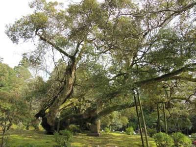 Quercus_gilva_Nara.jpg