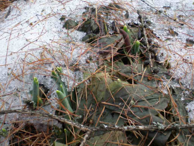 galanthuselwesiijan2011.jpg