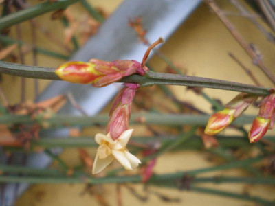 jasminumnudiflorumjan2011.jpg