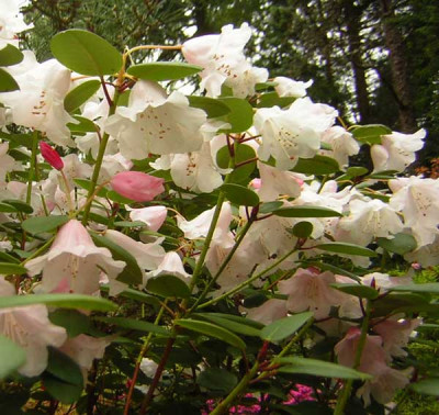 77Rhodo_CA1.jpg