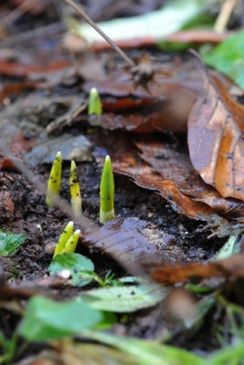 Galanthus_elwesii.jpg