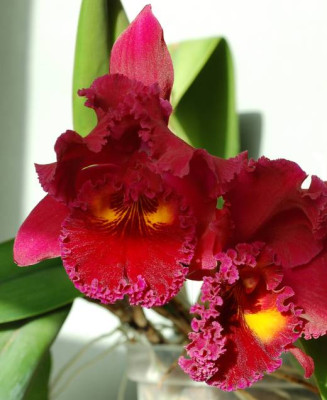 Blc_San_Yang_Ruby_Kuan__Long_520.jpg