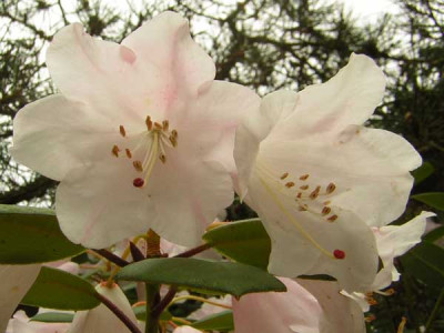 77Rhodo_CA.jpg