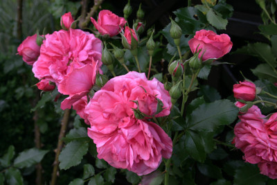 Rose_Rosarium_Uetersen0809a.jpg