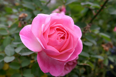 Rose_Hyde_Hall1410a.jpg