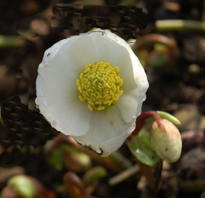 Helleborus_weiss_0011__2977.jpg