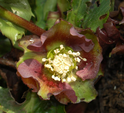 Helleborus_rot_0011__2975.jpg