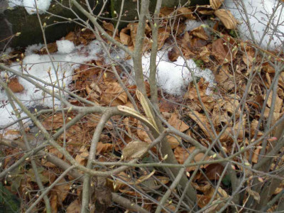 corylopsispauciflorajan2011schneebruch.jpg