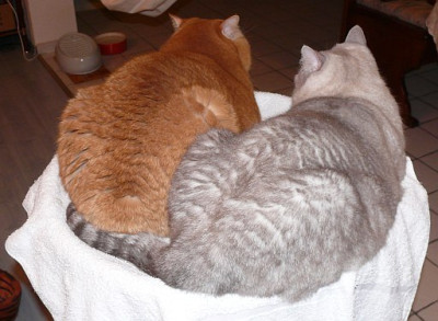 katzenpopos_2011-01-08_915.jpg
