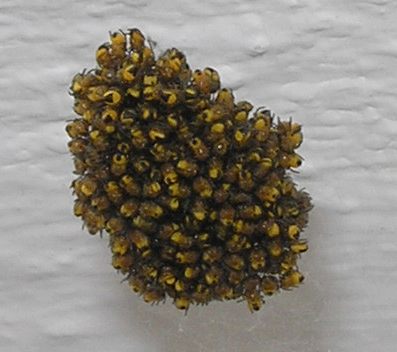 spinneninvasion_p4230772.jpg