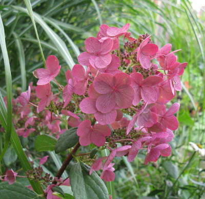 Hydrangea_paniculata_Early_Sensation_7_.jpg