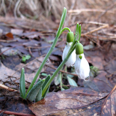 erstes_galanthus.jpg