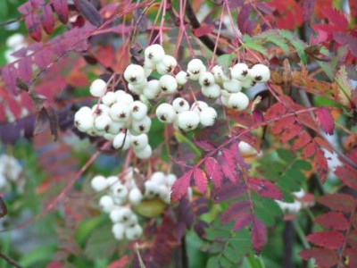 Sorbus_koehneana.JPG