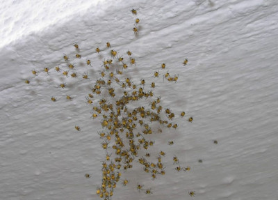 spinneninvasion_p4230780.jpg