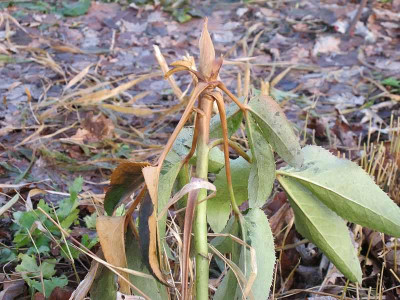 Frostschaden_Helleborus_ue.jpg