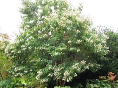 Heptacodium_m..JPG