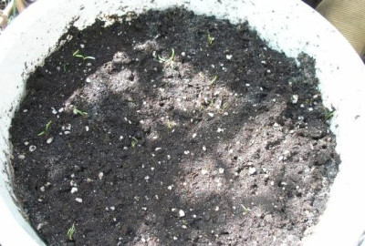 moehren_im_eimer_p4230749.jpg