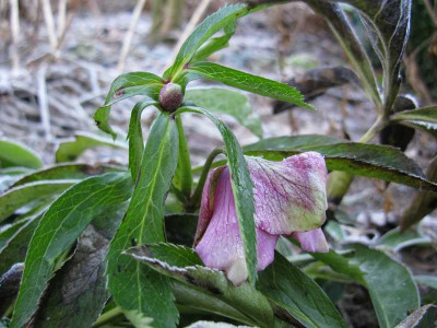 Erste_Helleborus_2011_800x600.jpg