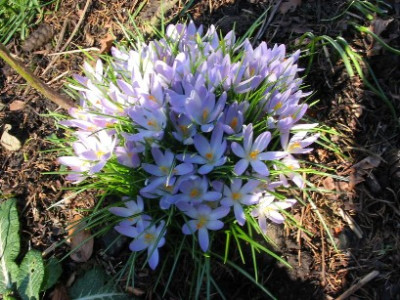 Crocus5.JPG