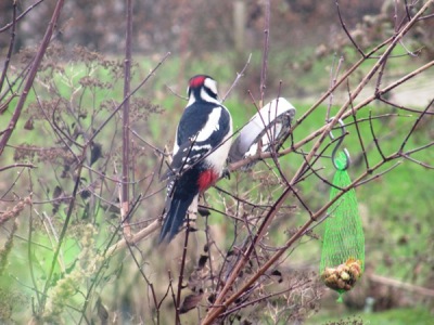 Buntspecht5_450.jpg