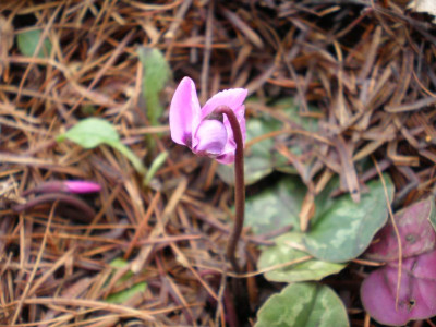 cyclamenjan2011ea.jpg
