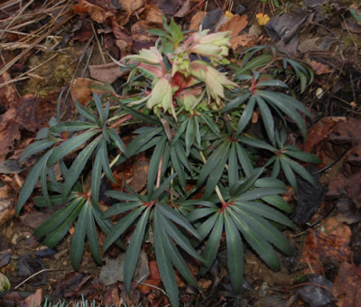 Helleborus_foetidus_rot_0011__2993.jpg
