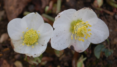 Helleborus_weiss_0011__2988.jpg