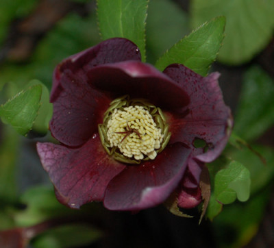 Helleborus_0011__3003.jpg