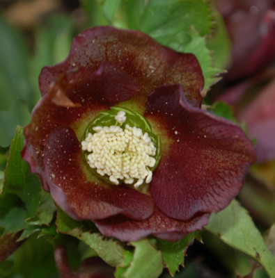 Helleborus_braeunlich_0011__2989.jpg
