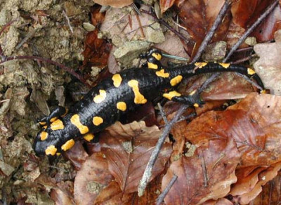 feuersalamander.jpg