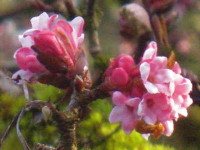 Viburnum_bodnantense_Dawn.IMG_8055.JPG