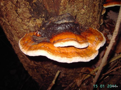 PICT5361.JPG