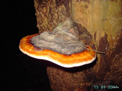 PICT5359.JPG
