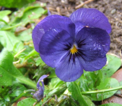 Viola_cornuta_14-1-11_.JPG