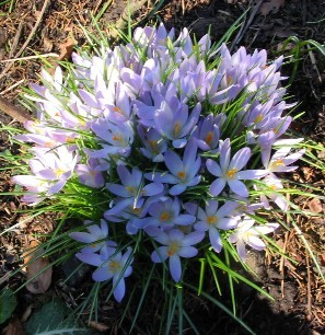 Crocus6.JPG