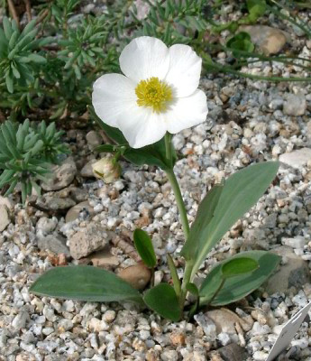 04230019_eRanunculus_pyrenaeus_ssp_plantagineus.JPG