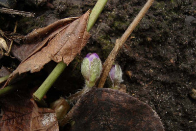 hepatica_20110116_zg.jpg