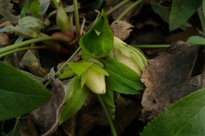 helleborusknospen_2011_zg2.jpg
