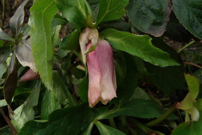 helleborusknospen_2011_zg.jpg
