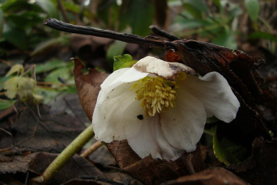 helada_20110116.jpg