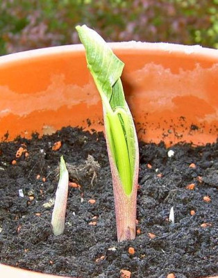 Arisaema_amurense_2005_5.jpg