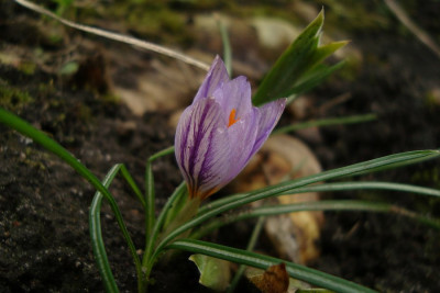 crocus_20110116_zg.jpg