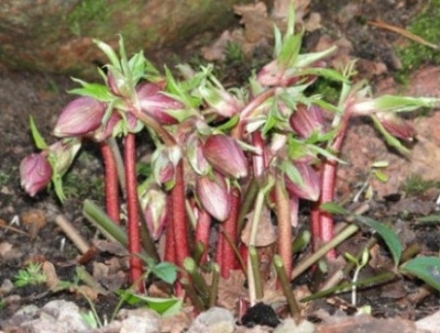 Januar_2011_004.JPG