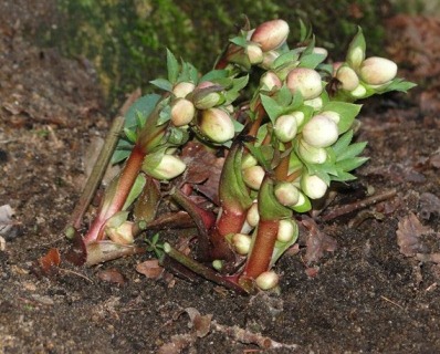 Januar_2011_005.JPG
